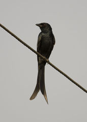 Dicrurus macrocercus