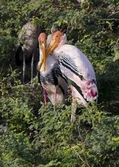 Mycteria leucocephala