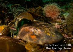 Haploblepharus pictus