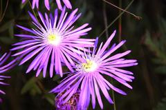 Lampranthus falciformis