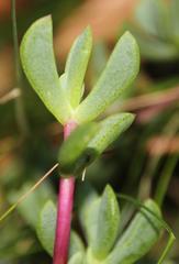 Lampranthus falciformis