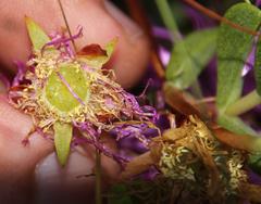 Lampranthus falciformis