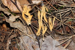 Phaeoclavulina eumorpha