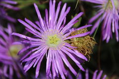 Lampranthus falciformis