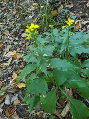 Solidago virgaurea taurica