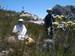 Leucadendron immoderatum