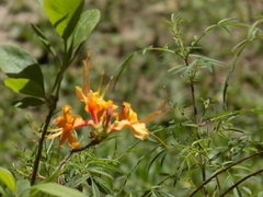 Rhododendron calendulaceum