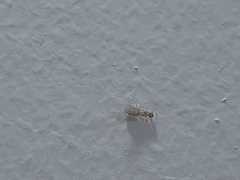 Tapinoma melanocephalum