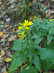 Solidago virgaurea taurica