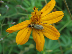 Chauliognathus hieroglyphicus