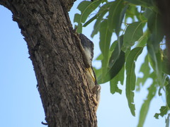 Chlamydosaurus kingii