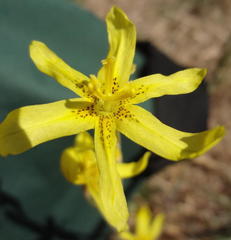Moraea pallida
