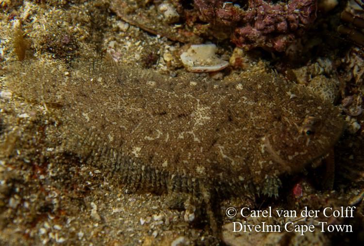 Aseraggodes heemstrai