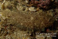 Aseraggodes heemstrai
