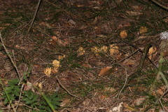 Phaeoclavulina eumorpha