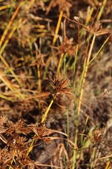 Cyperus polystachyos polystachyos