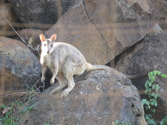 Petrogale mareeba