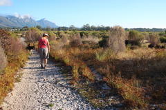 Cyperus polystachyos polystachyos