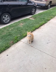Felis catus