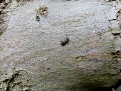 Exocentrus adspersus