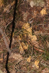 Phaeoclavulina eumorpha