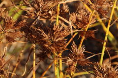 Cyperus polystachyos polystachyos
