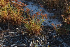 Cyperus polystachyos polystachyos