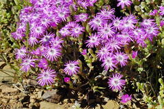 Oscularia cedarbergensis