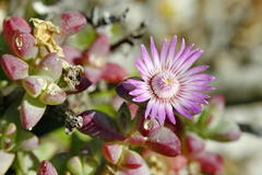 Oscularia cedarbergensis