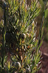 Leucadendron floridum