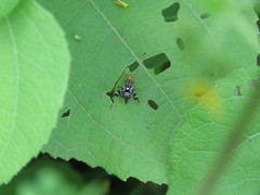 Rhagoletis striatella
