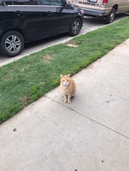 Felis catus