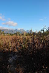 Leucadendron floridum