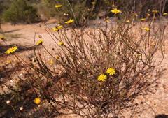 Ursinia punctata