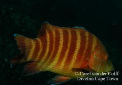 Anchichoerops natalensis