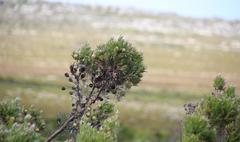 Leucadendron floridum