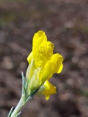 Pearsonia sessilifolia