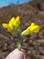 Pearsonia sessilifolia
