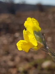 Pearsonia sessilifolia