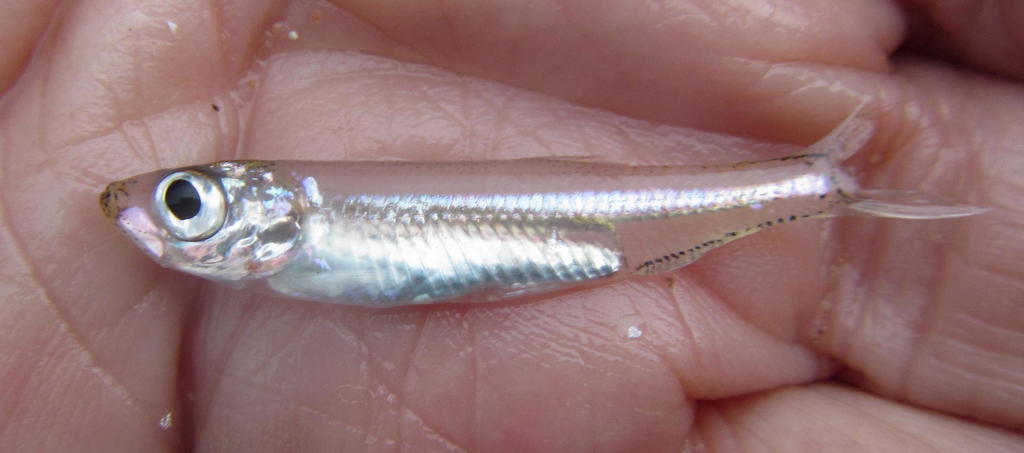 Estuarine round-herring (Gilchristella aestuaria) — Clupeidae