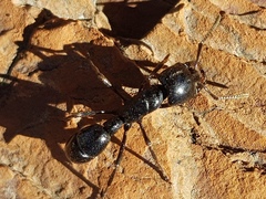 Plectroctena mandibularis