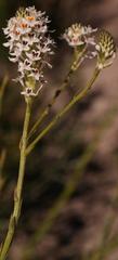Pseudoselago parvifolia
