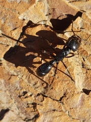 Plectroctena mandibularis