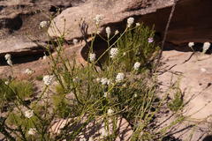 Pseudoselago parvifolia