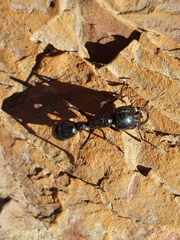 Plectroctena mandibularis