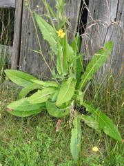 Sonchus arvensis uliginosus
