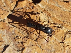 Plectroctena mandibularis