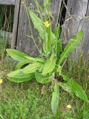 Sonchus arvensis uliginosus