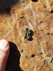 Plectroctena mandibularis