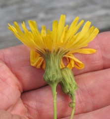 Sonchus arvensis uliginosus